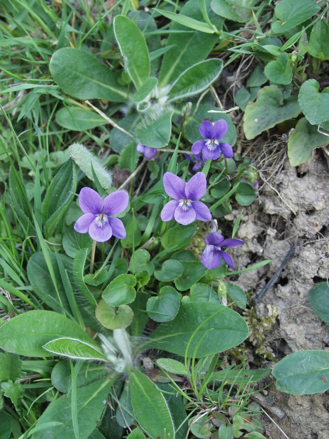 Hunde-Viol (lat. Viola canina)
