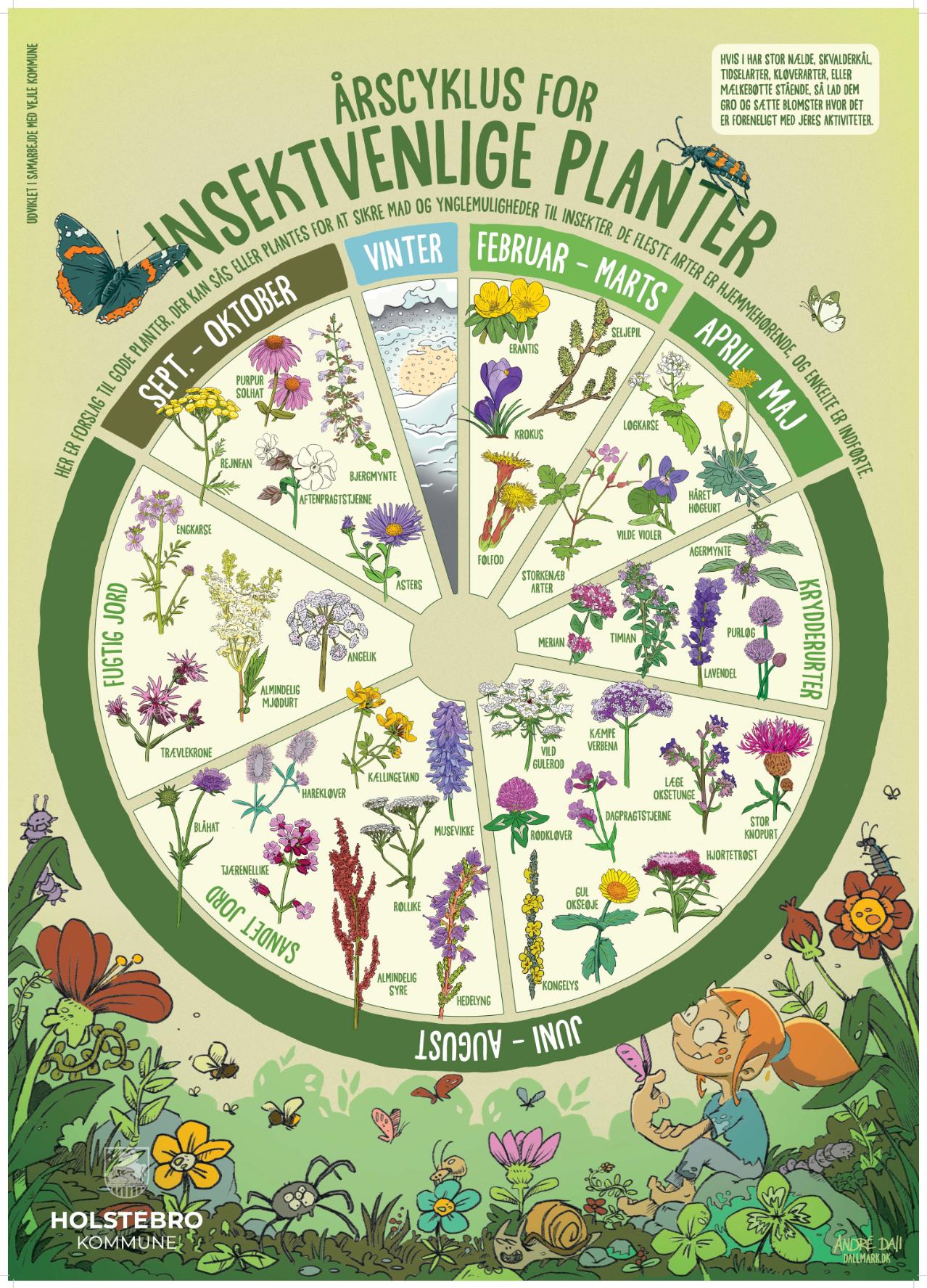 Årscyklus med et udvalg af årstidens insektvenlige planter