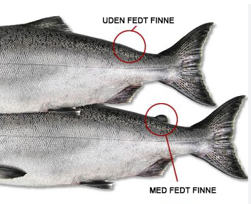 Billedet viser to laks, en med fedtfinnen og en uden fedtfinne.