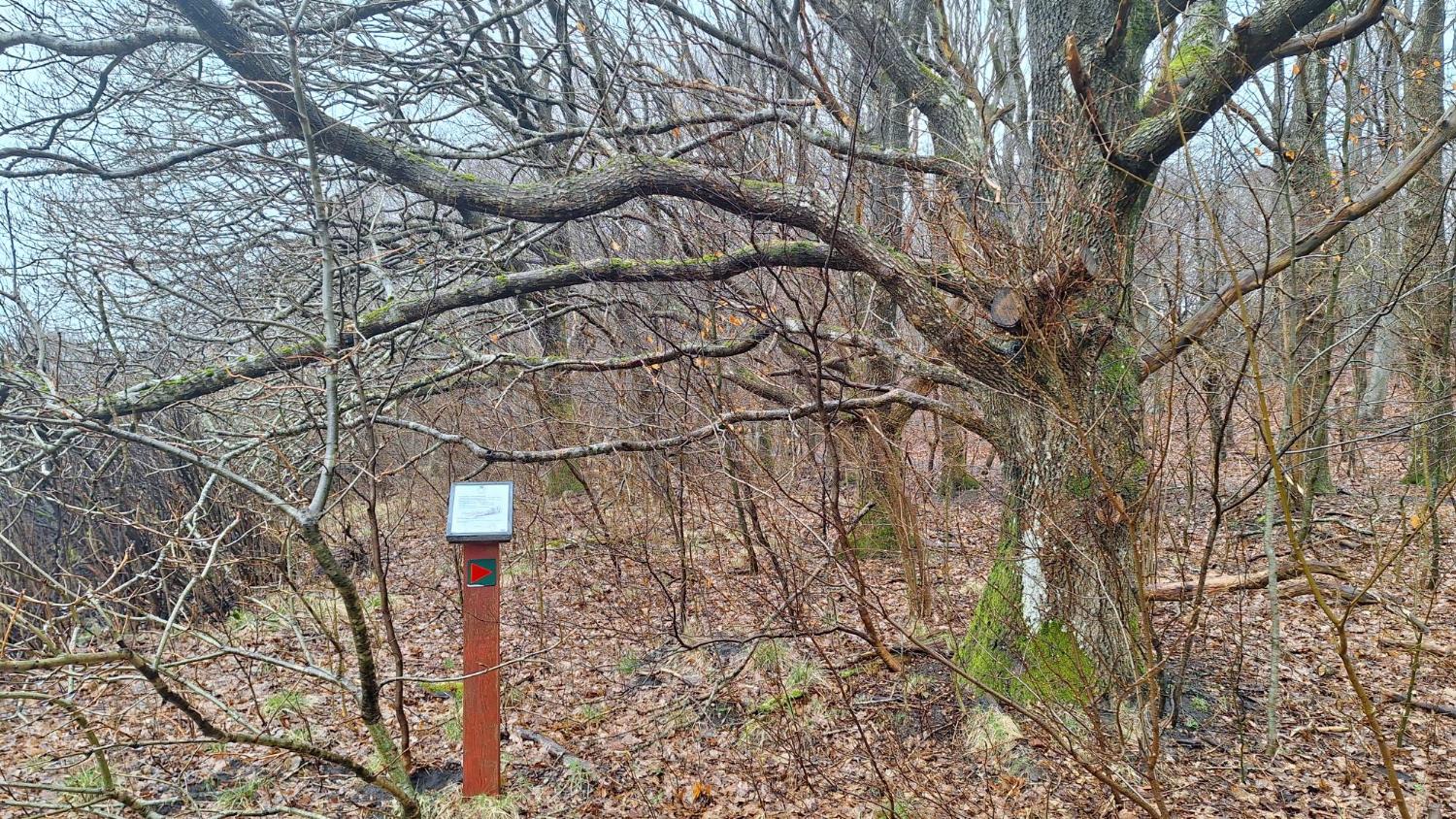 Afmærkede natursti i urørt skov