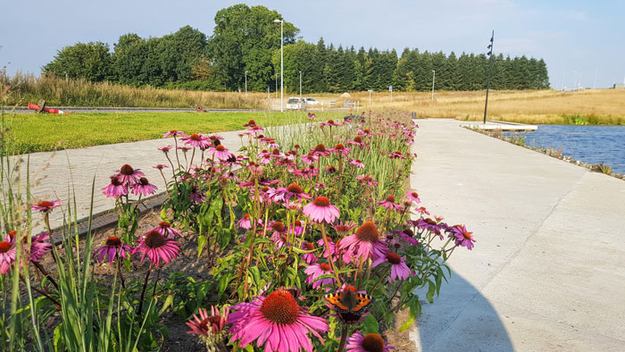 Blomstrende purpursolhat, echinacea purpurea, og staudehirse-græsserne ved Alstrup Søpromenade