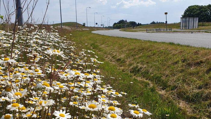 Græsrabat ved Sletten med et blomsterhav af hvid okseøje.