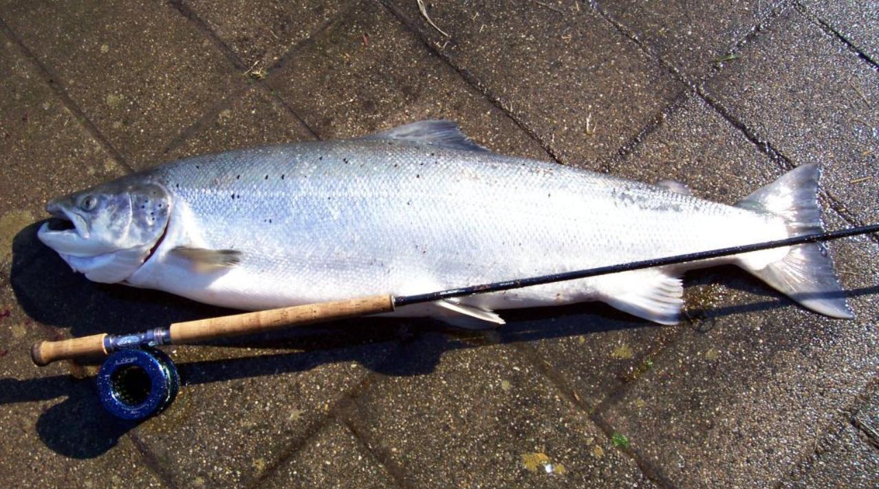 Havørred og fiskestang