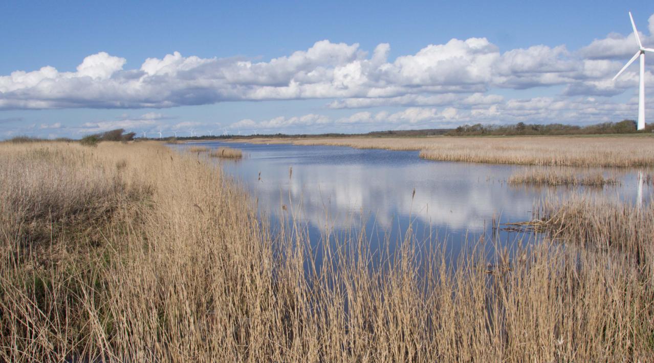 Treparten for Nissum Fjord arbejder på fælles løsninger for vandmiljø, klima og natur. Her udsigt over Felsted Kog ved Nissum Fjord.