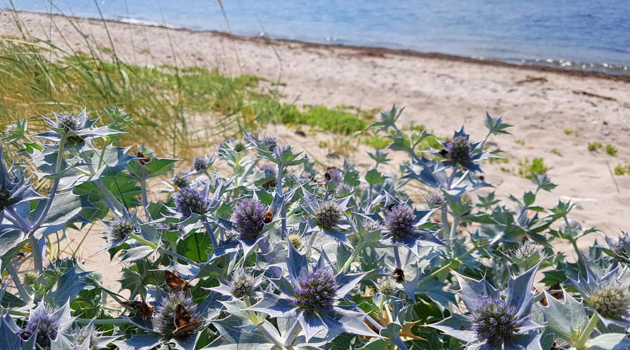 Strandmandstro - Eryngium maritimum (strandtidsel) på Årø - er fredet i Danmark