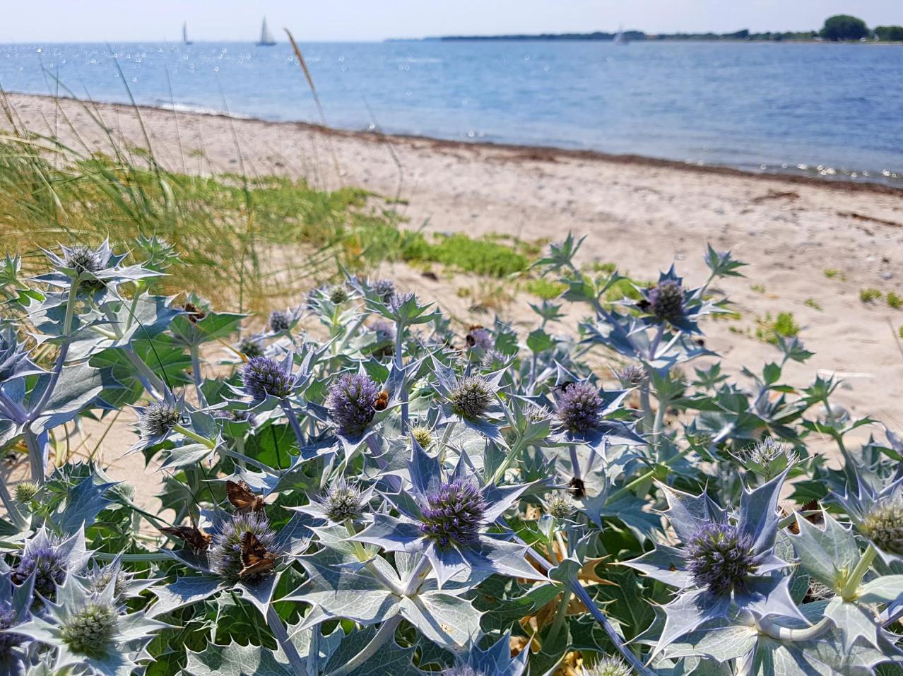 Billedet viser en beskyttet plante ved stranden.