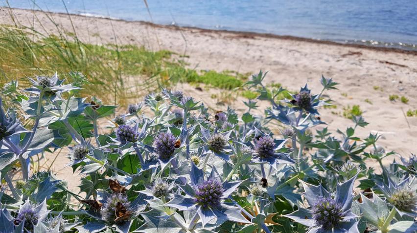 Billedet viser en beskyttet plante ved stranden.