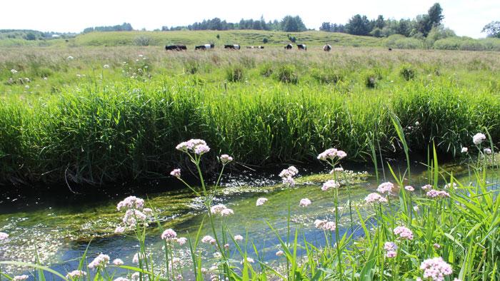 Vandløb med græssende køer i baggrunden.