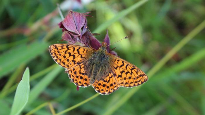 INDSATSOMRÅDE 1 - Partnerskaber i arealforvaltningen