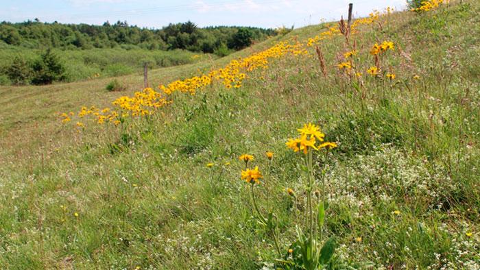 INDSATSOMRÅDE 2 - Større sammenhæng mellem naturområder