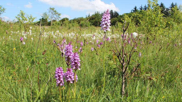 INDSATSOMRÅDE 3 - Bevarelse og forøgelse af biodiversiteten