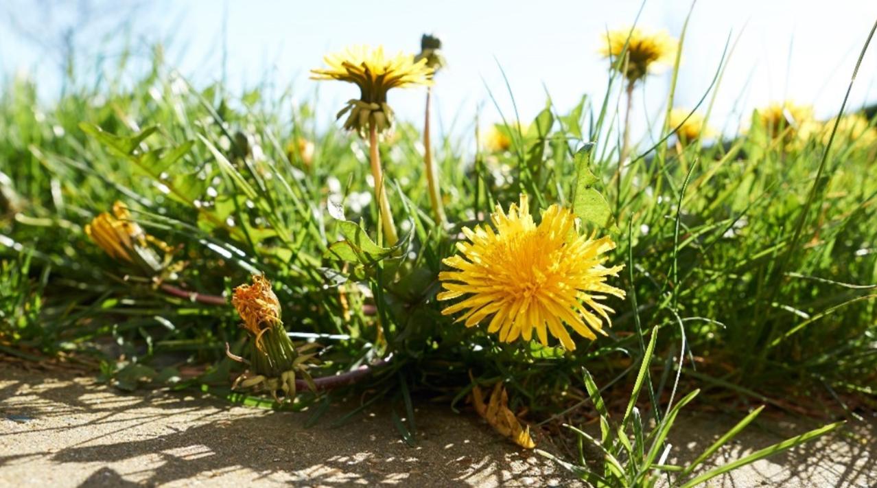 Mælkebøtte i græsplænen