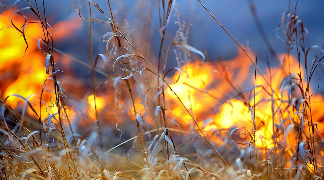 Brand i kornmark