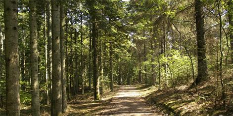 Billede fra naturområde