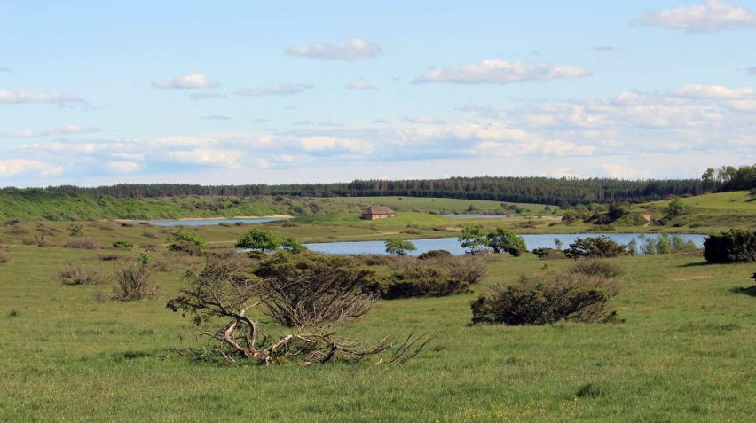 Billedet viser naturområde ved Stubbegård sø