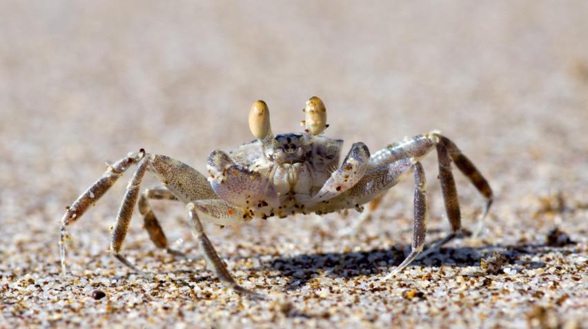 Billedet viser en krabbe på stranden