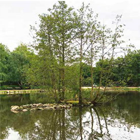 Træ i midt af sø i Lystanlægget