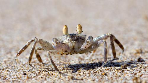 Krabbe på stranden